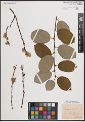 Foto von Salix caprea L.